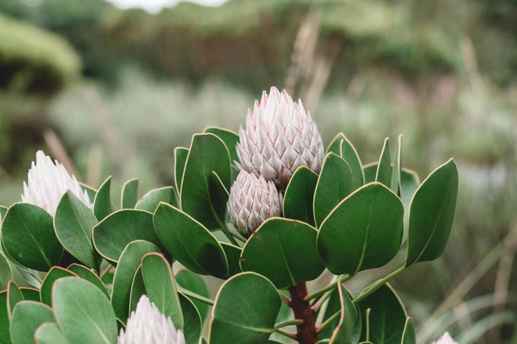 Citrus plant with pink flower buds and green leaves in natural outdoor setting.