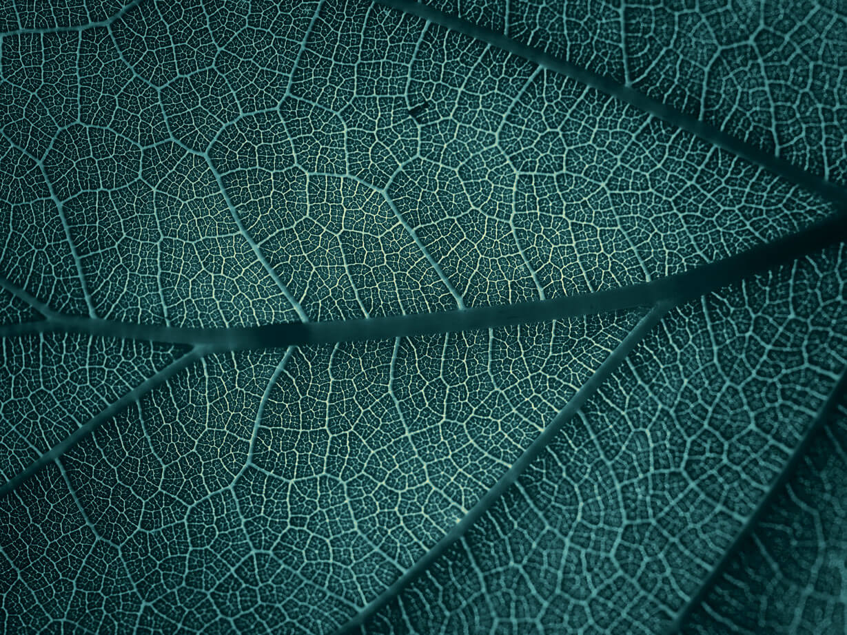 Detailed macro of a vibrant green leaf showing intricate vein patterns.
