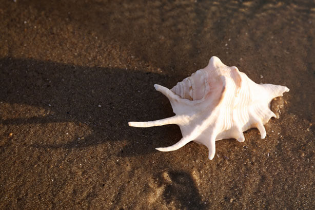 Seashell resting on dark sandy beach with shadows, close-up shot.