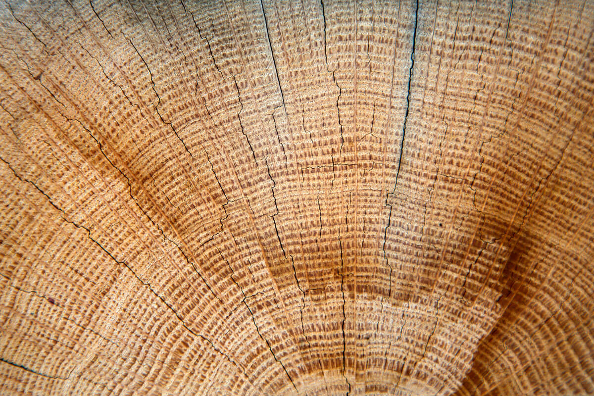 Cross-section of a wooden log showing growth rings and texture.