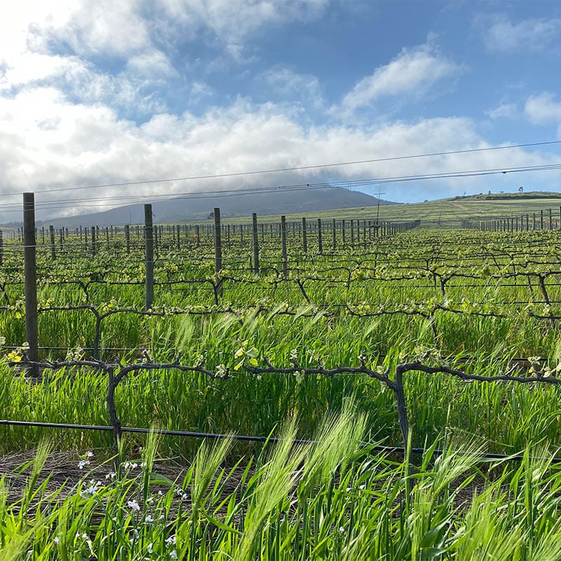South African vineyard with lush grapevines and scenic mountain backdrop.